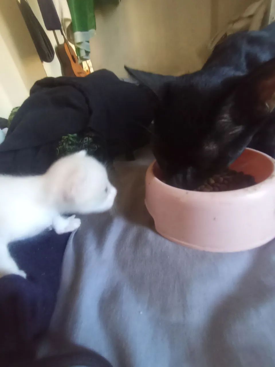Gato filhote430234142014842884
