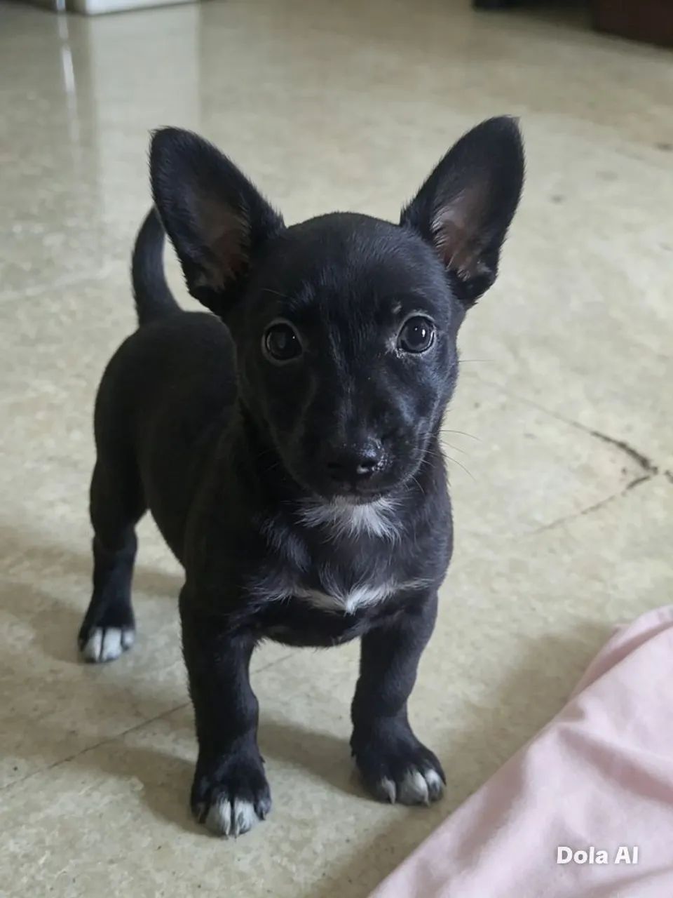 Pinscher - Foto 3