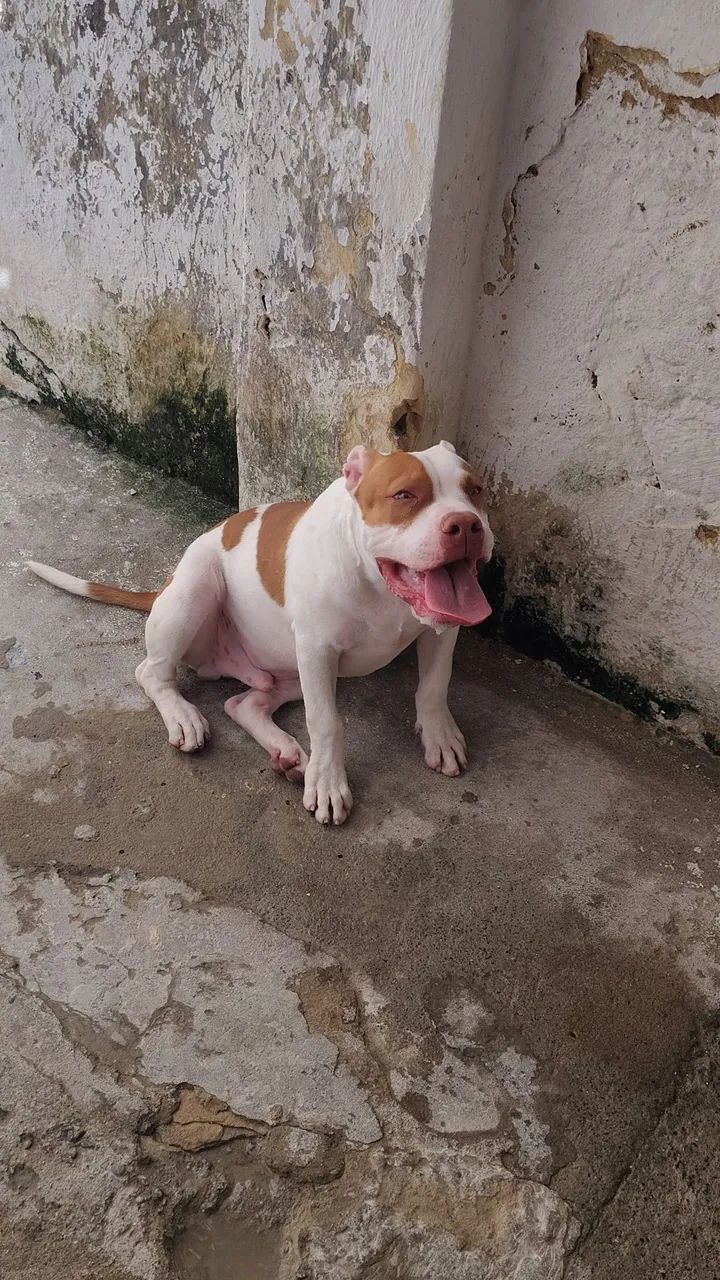 Pit monster filhote de 6 meses  - Foto 3