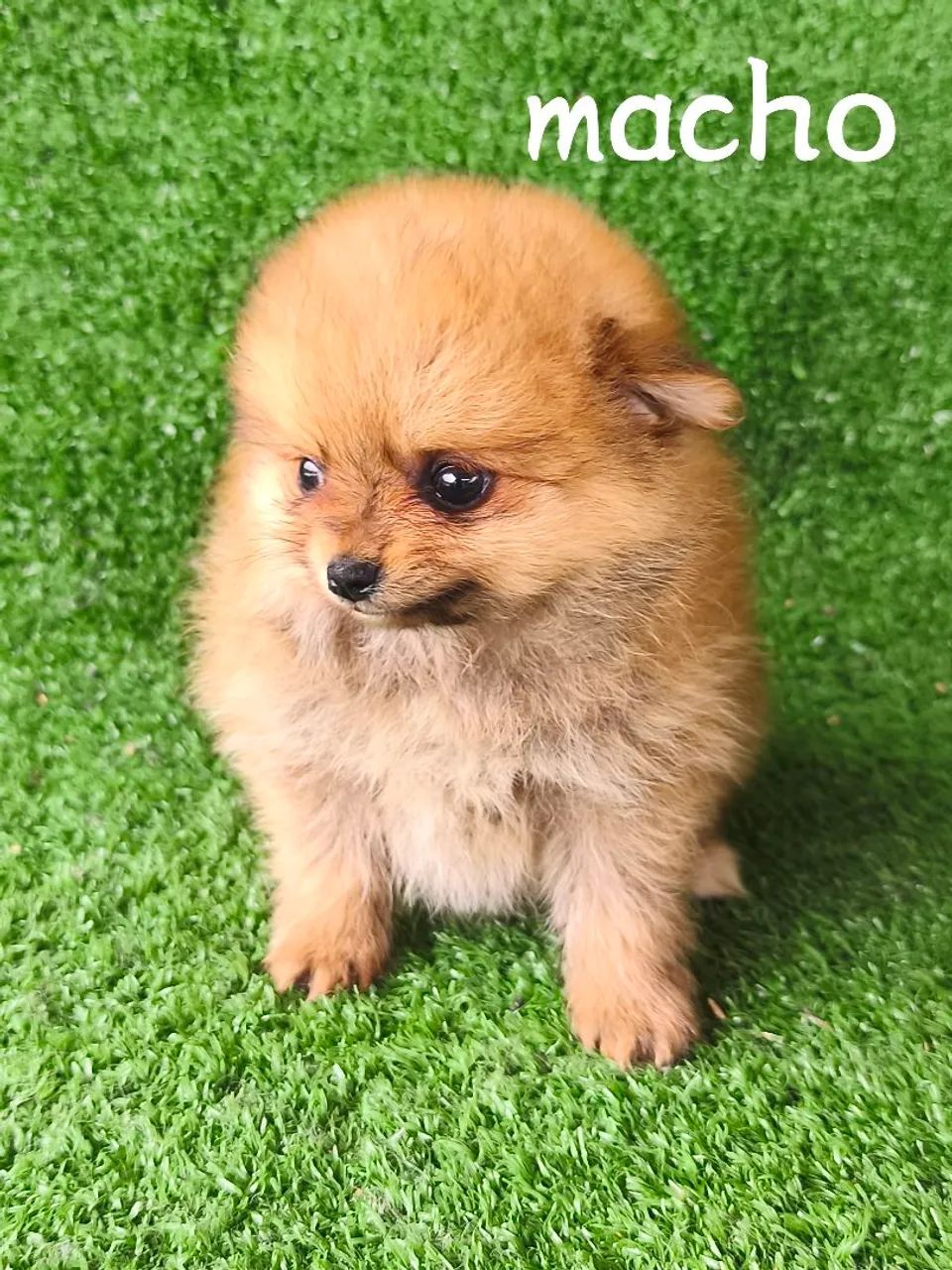 Lulu Pomerânia / 10x 180,00 - Foto 4