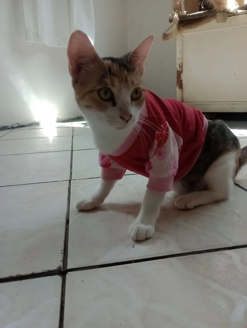 Adoção responsável  - Foto 2