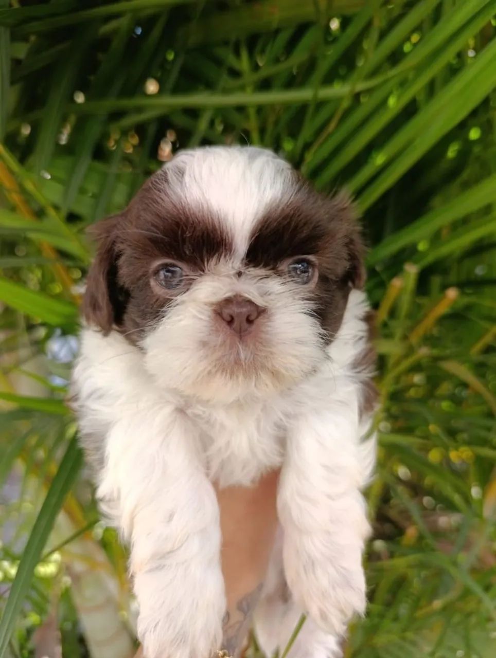 Shih Tzu macho filhote chocolate com branco  - Foto 2