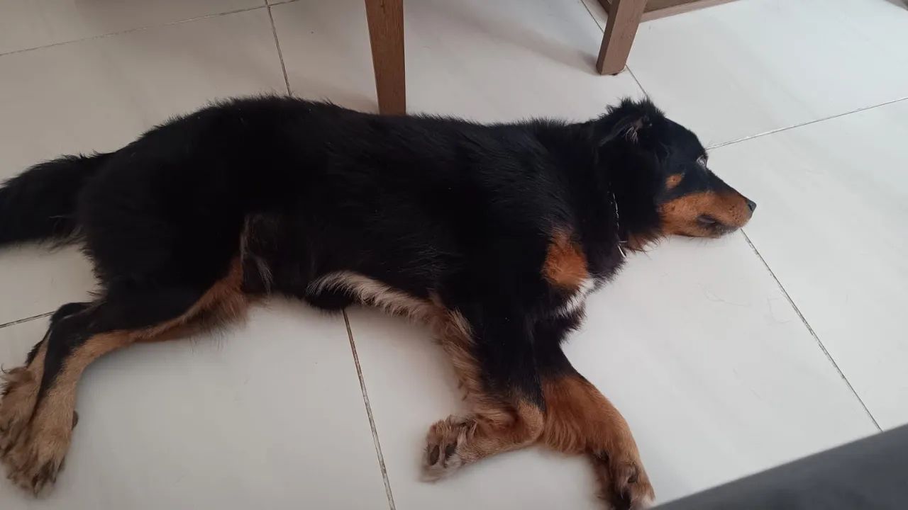 Adoção responsável  - Foto 5