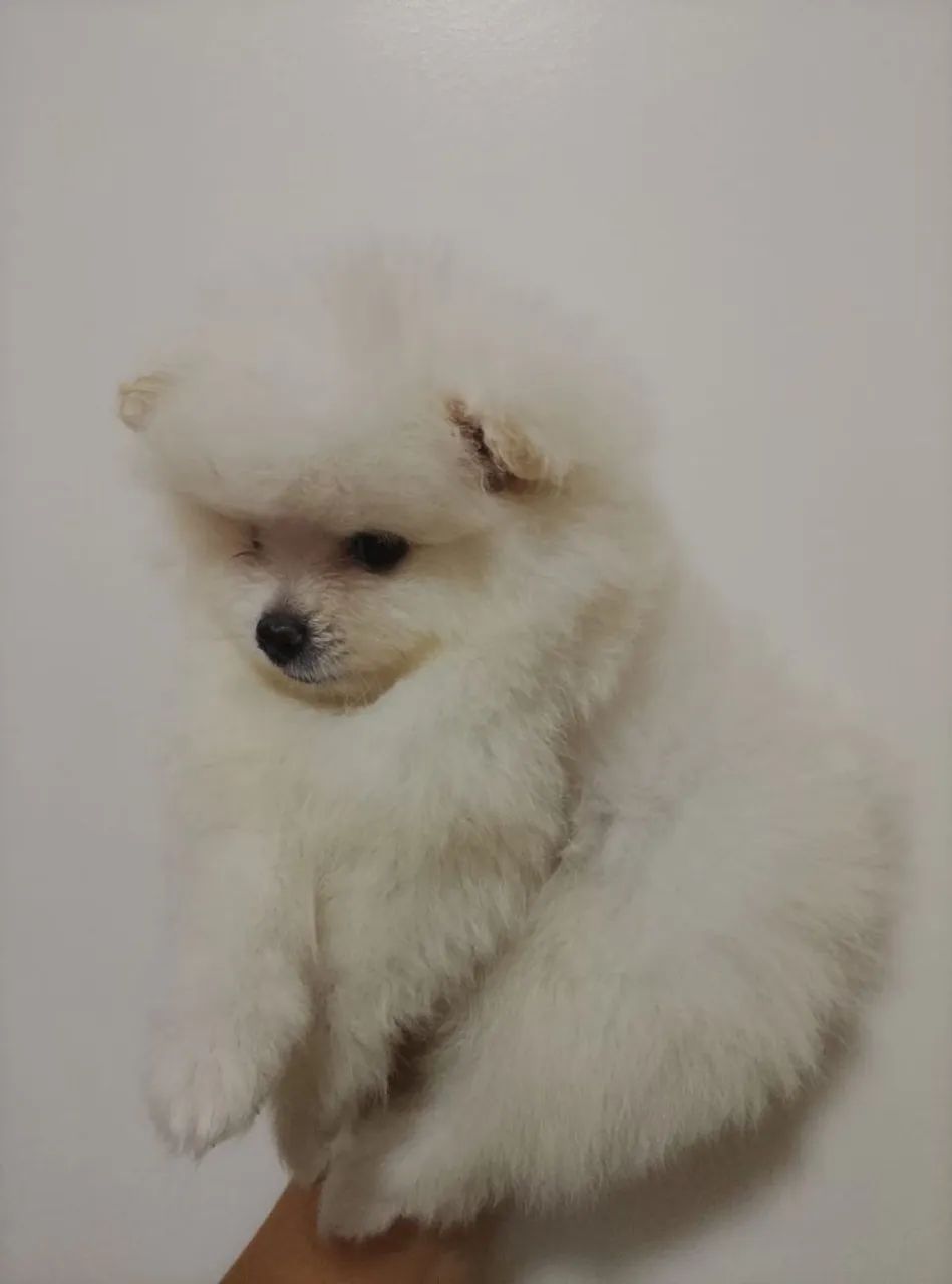 Spitz alemão ursinho. - Foto 2