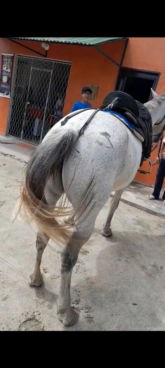 Cavalo  - Foto 2