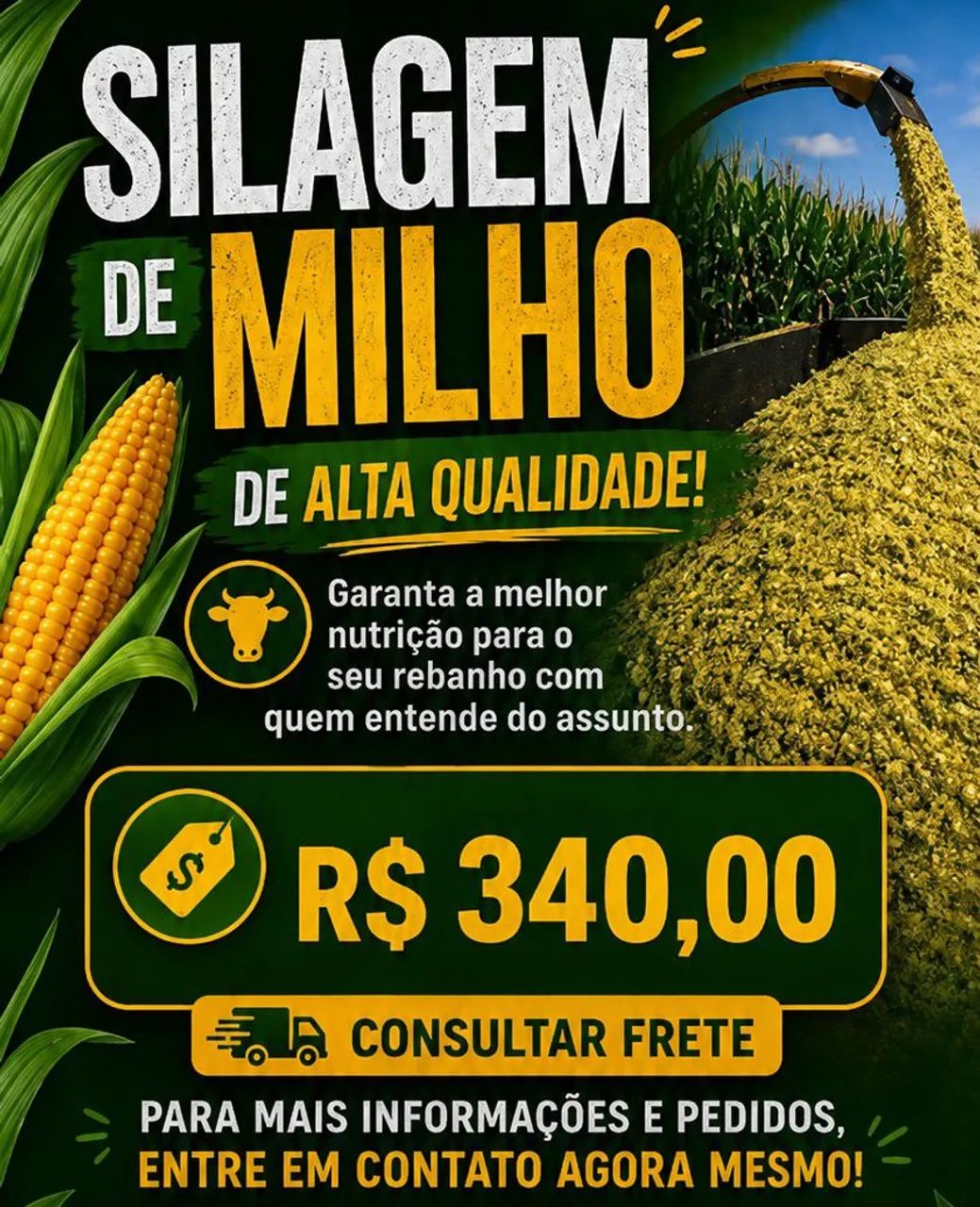 Silagem de milho 