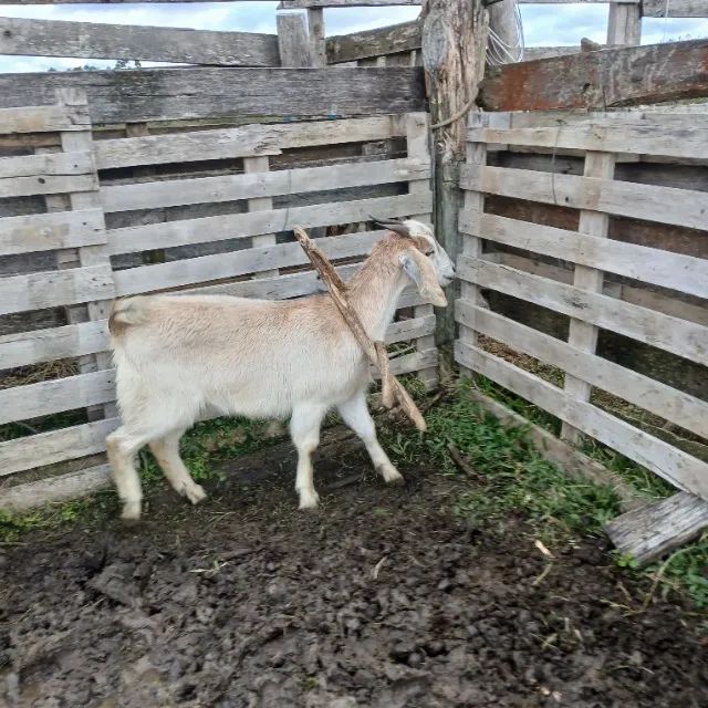 Caprinos  - Foto 2