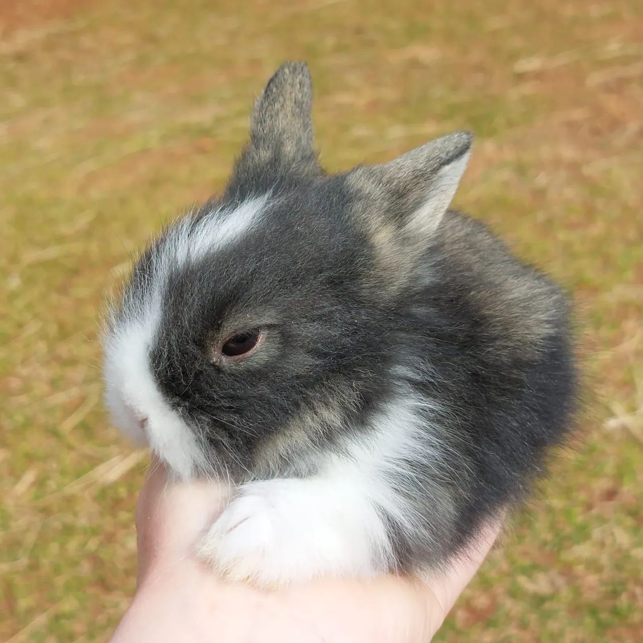 Mini coelho - Foto 2