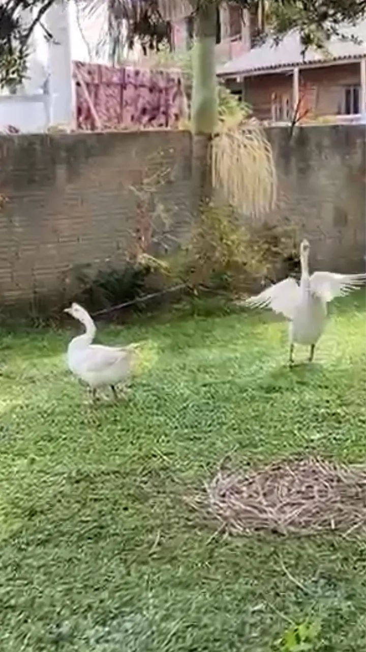 Gansos sinaleiros 