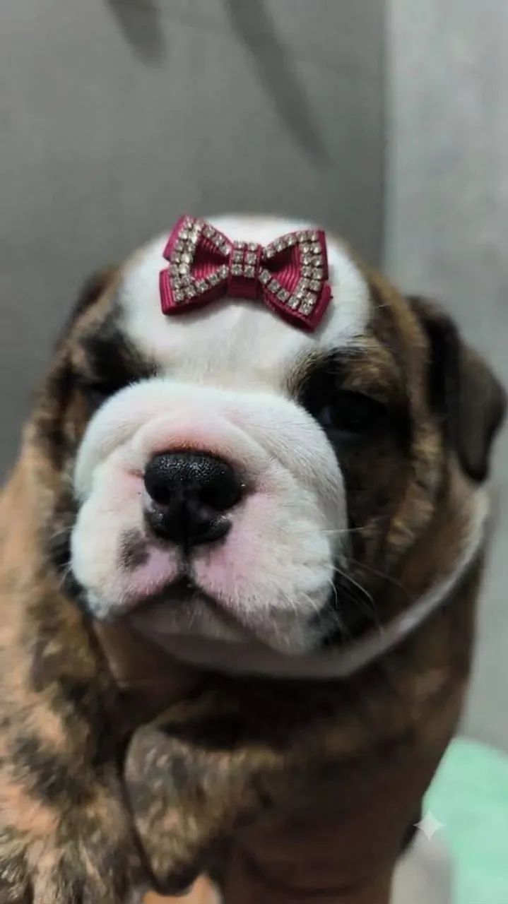 Bull inglês 