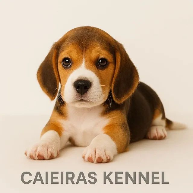 ?Filhotes de Beagle prontos para o lar?