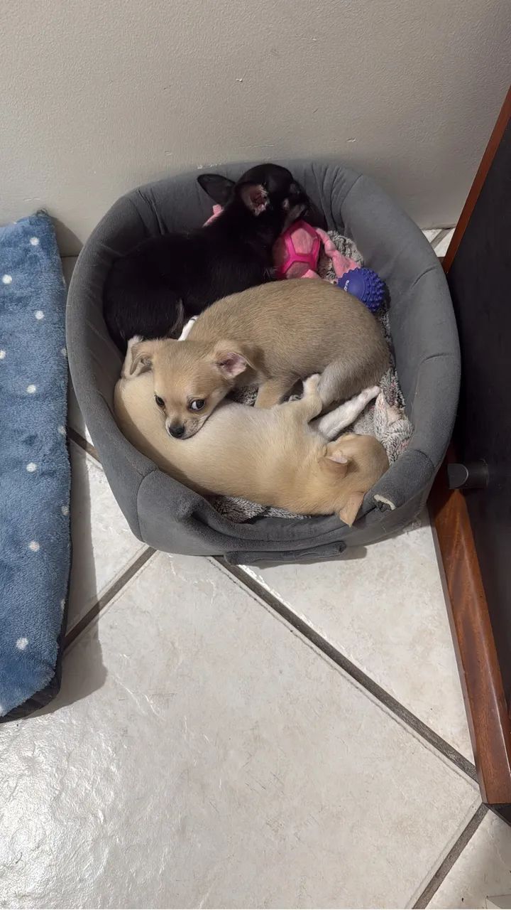 Chihuahua 