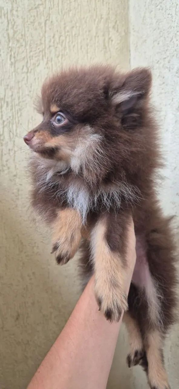 Spitz Alemão Chotan Macho - Foto 3