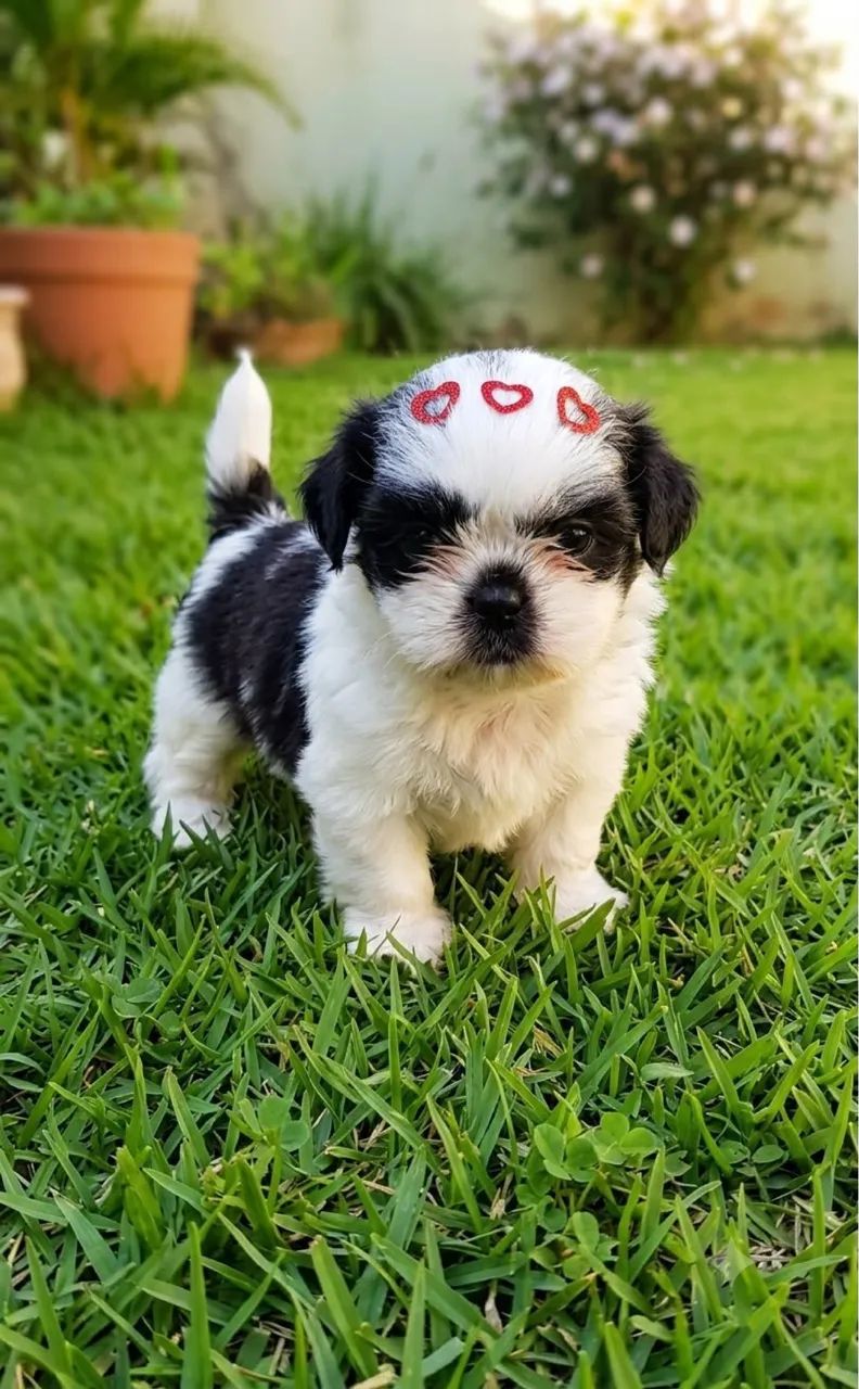Promoção de Shihtzu Mini  - Foto 3