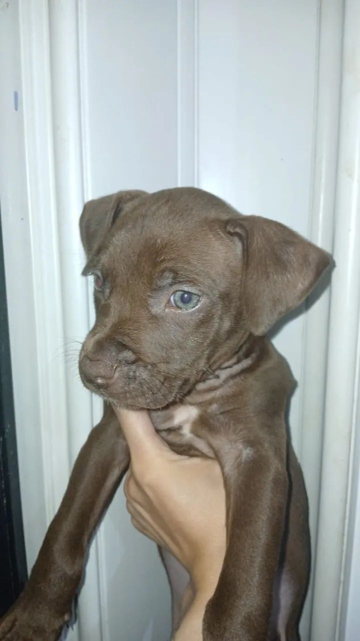 Cachorros fêmeas pitbull tradicional. - Foto 2