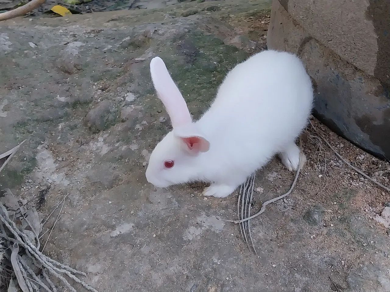 Coelhos - Foto 3
