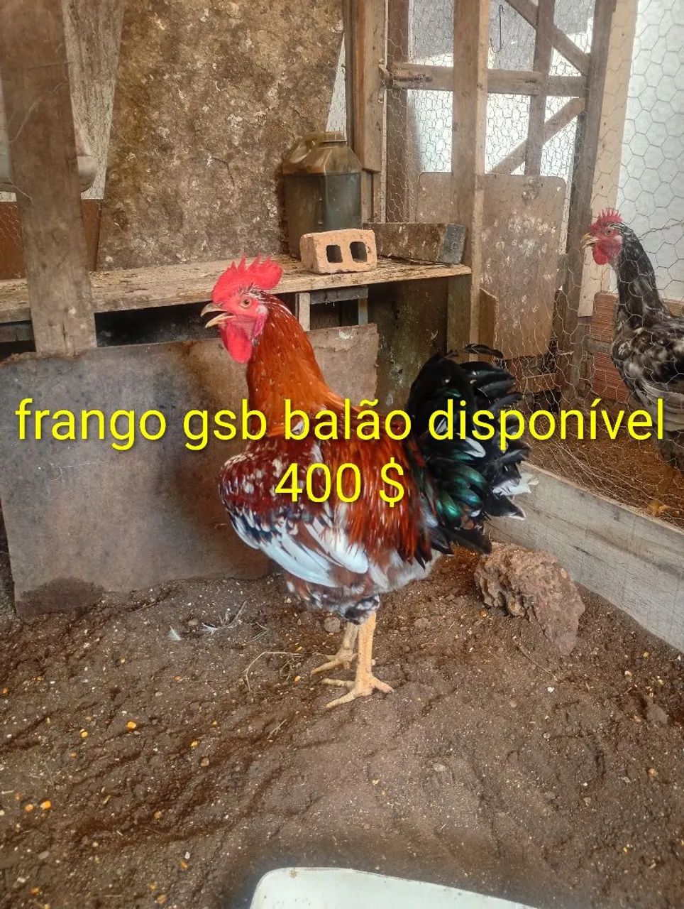 Frango gsb balão disponível  - Foto 2