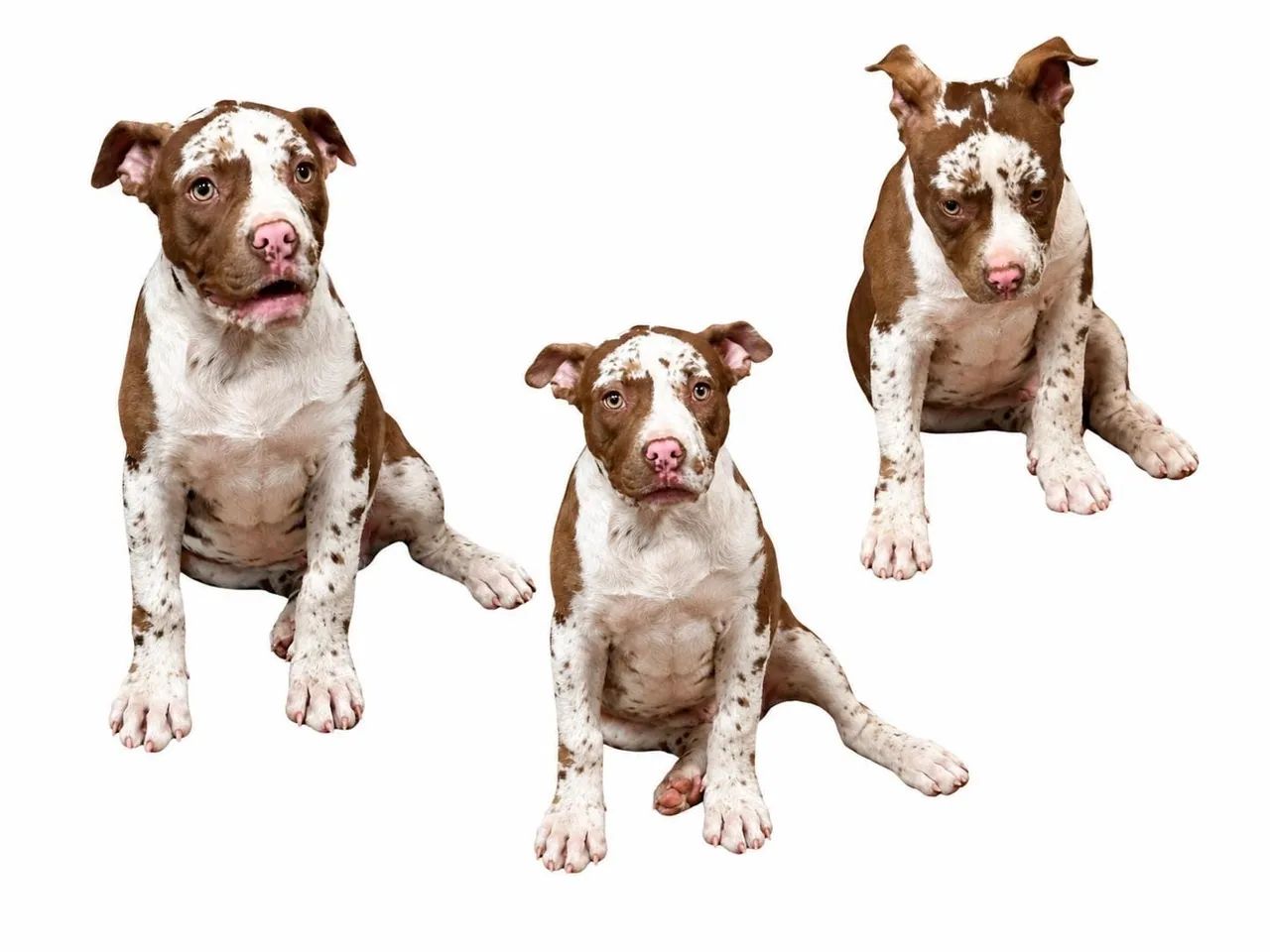 AMERICAN BULLY - Foto 2