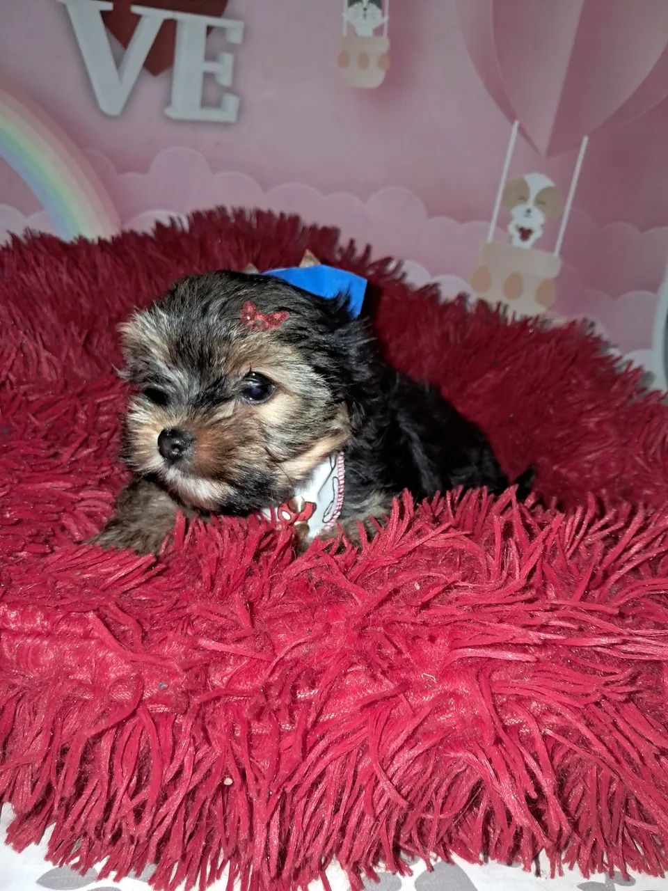 Yorkshire mini terrier macho - Foto 3