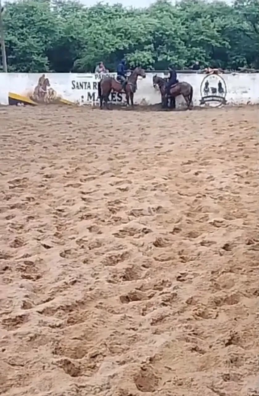 Cavalo de direita exames em diad - Foto 4