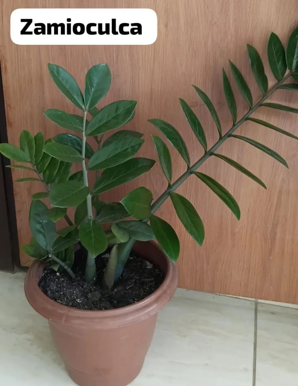 Plantas - Foto 2