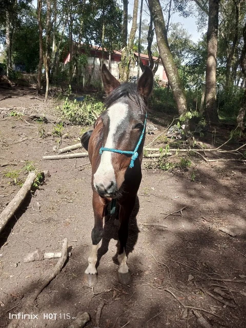 Vendo ou troco égua de 5 anos  - Foto 5