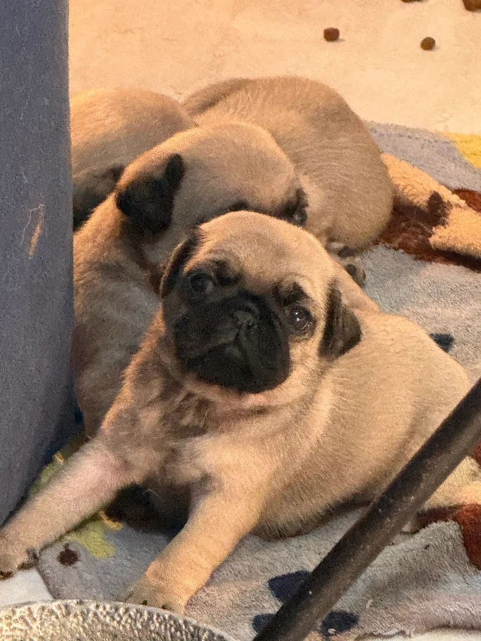 Pug disponível  - Foto 2