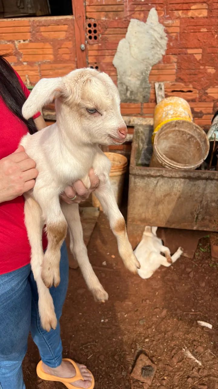 cabrito 