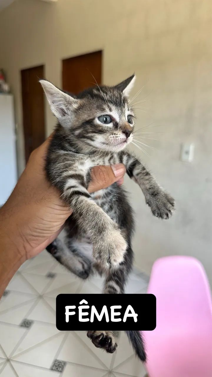 Doção  - Foto 4