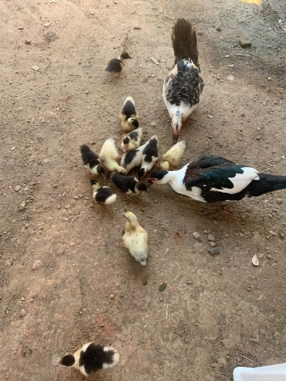 Vendo todos  - Foto 2