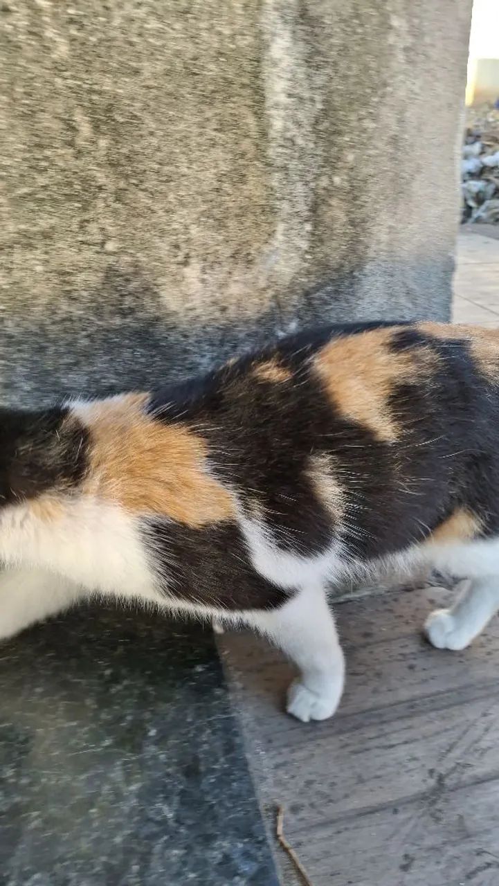 Doação de gatas - Foto 2