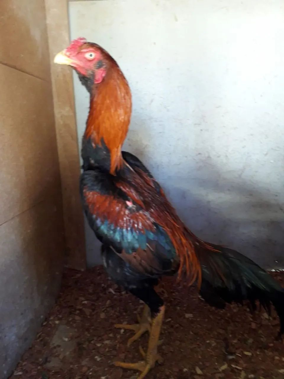 Frangas e Frangos - Foto 5