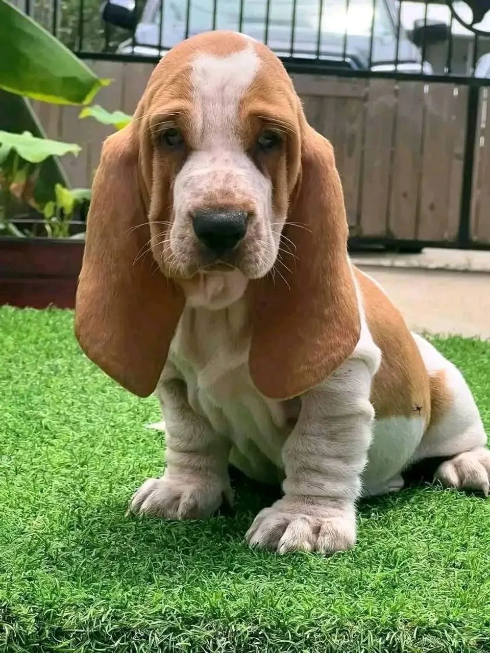 Cachorros Hound com pedigree  - Foto 4