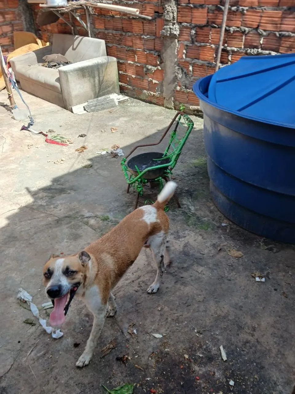 Cachorro 