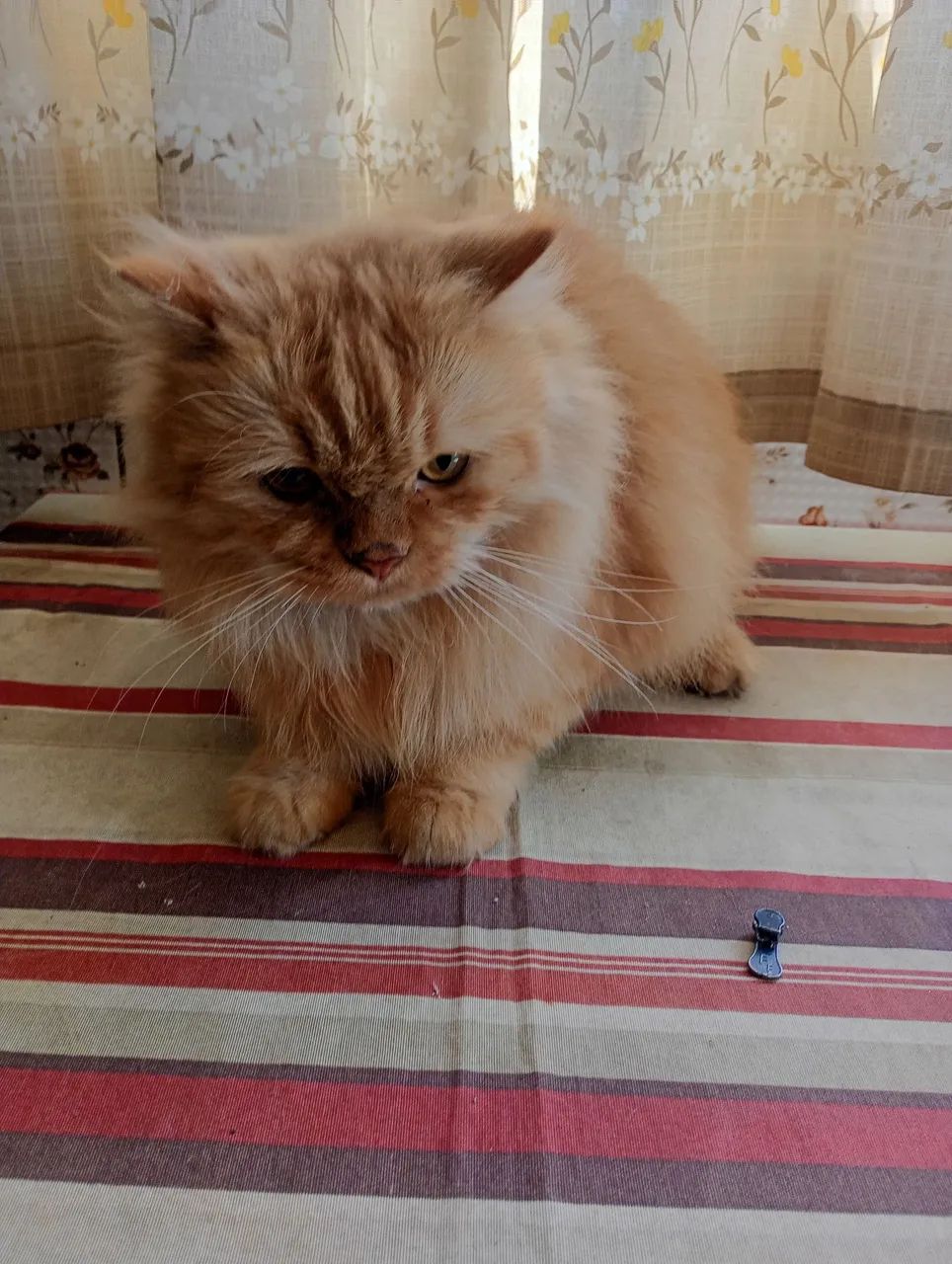 Vendo gato persa - Foto 2