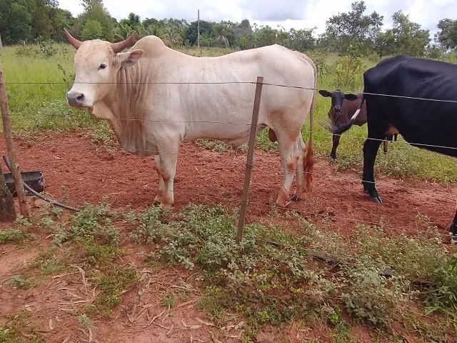 Chácara em Bandeirantes MS - Foto 5