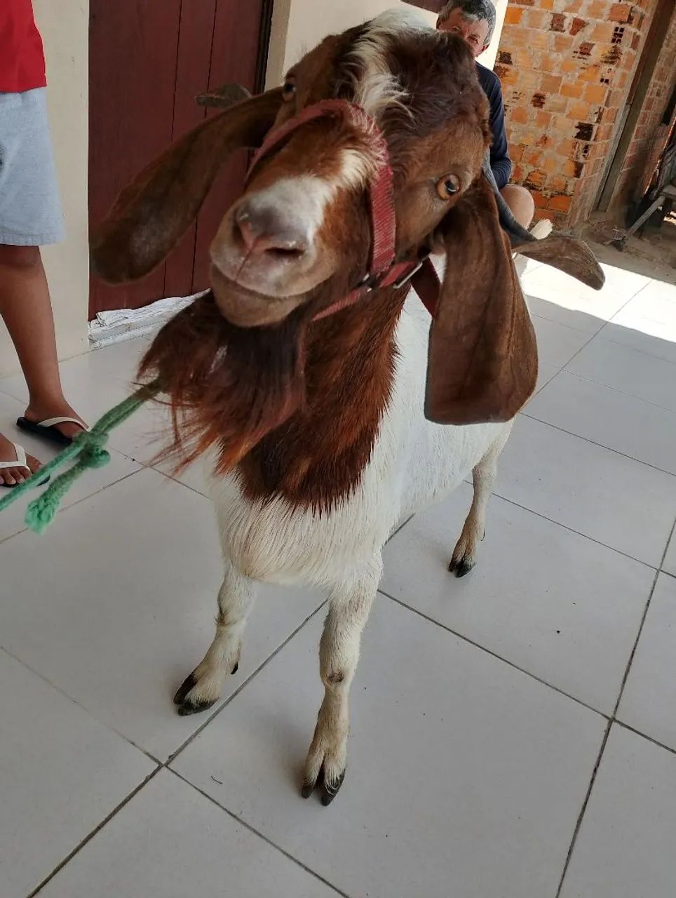 Bode bôer  - Foto 5
