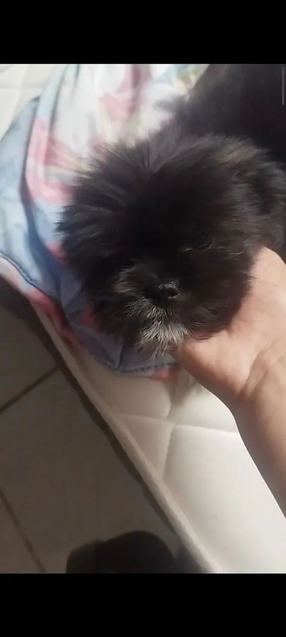 Shitzu com lulu