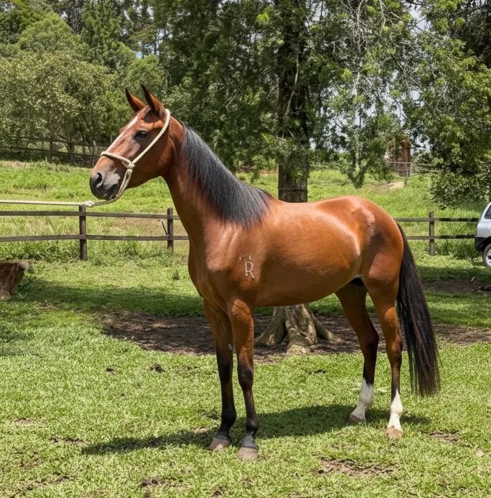 Égua Mangalarga Marchador  