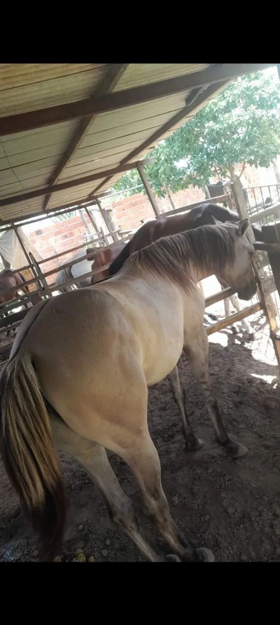 Porda bem mestiça de Quarto de Milha pra vender novinha sem muda nenhuma 