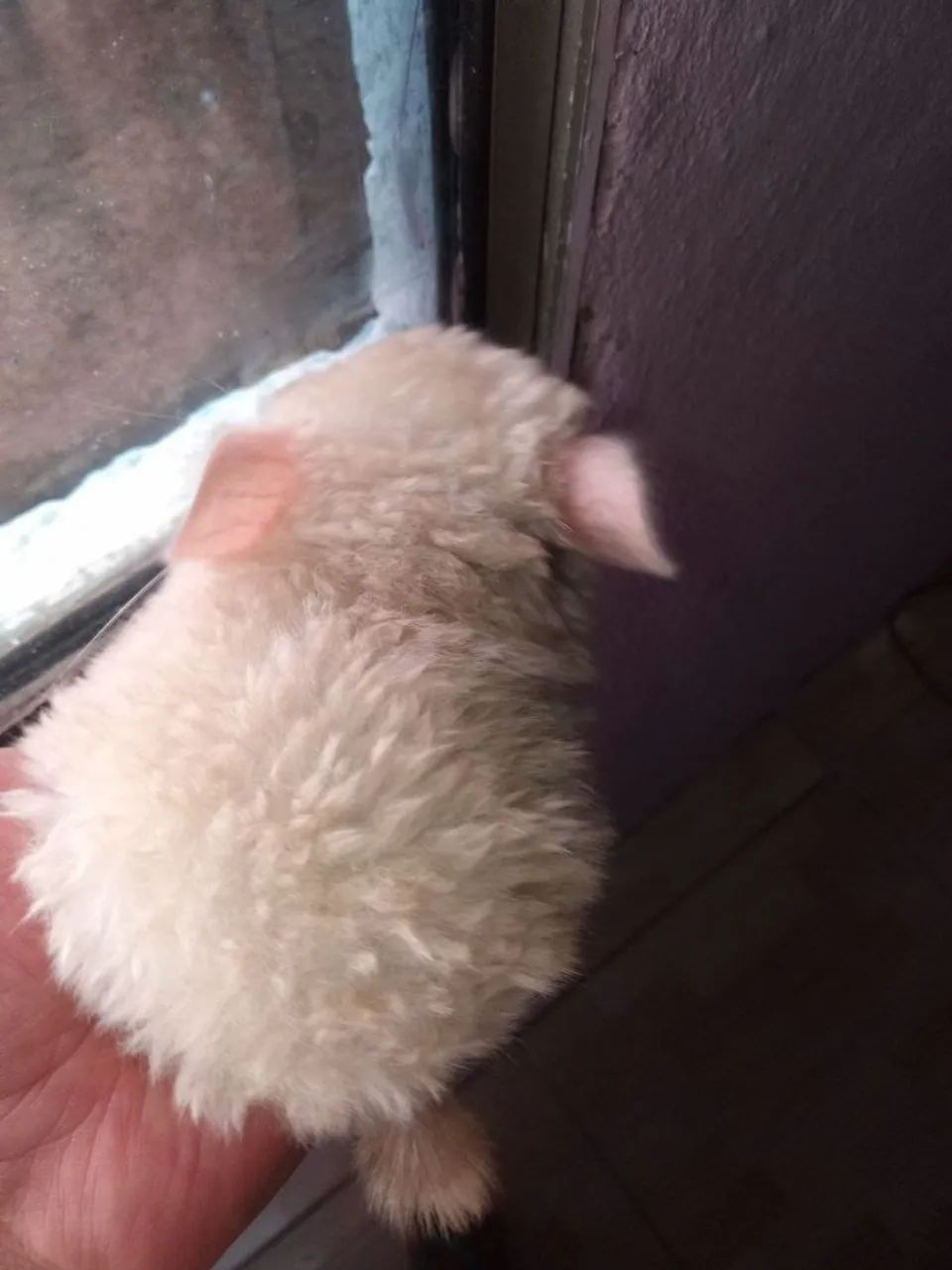 Vendo lindo Chinchila bege super Carinhoso e Manso  - Foto 2