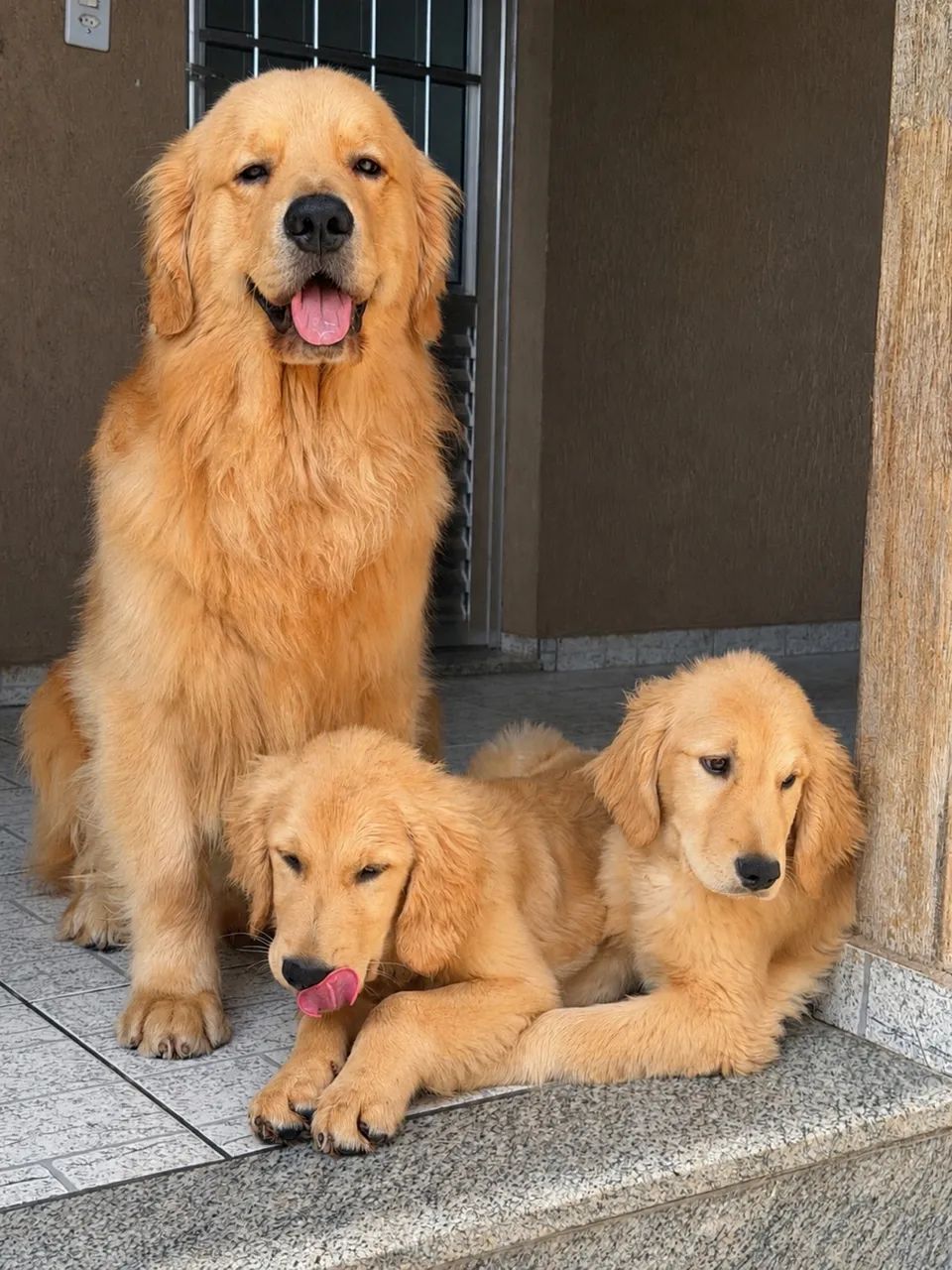 Filhotes de Golden Retriver  - Foto 3