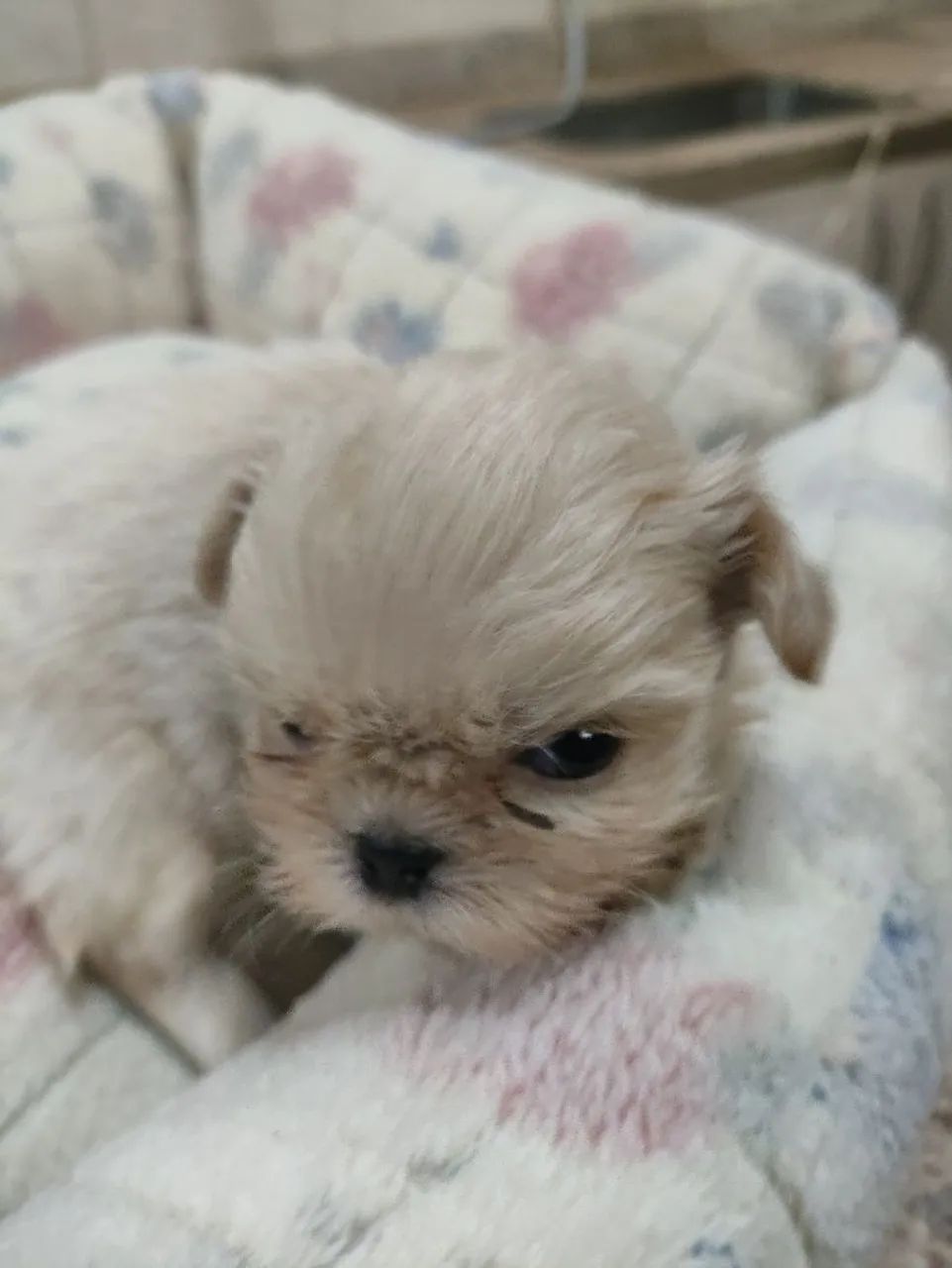 Shihtzu Macho