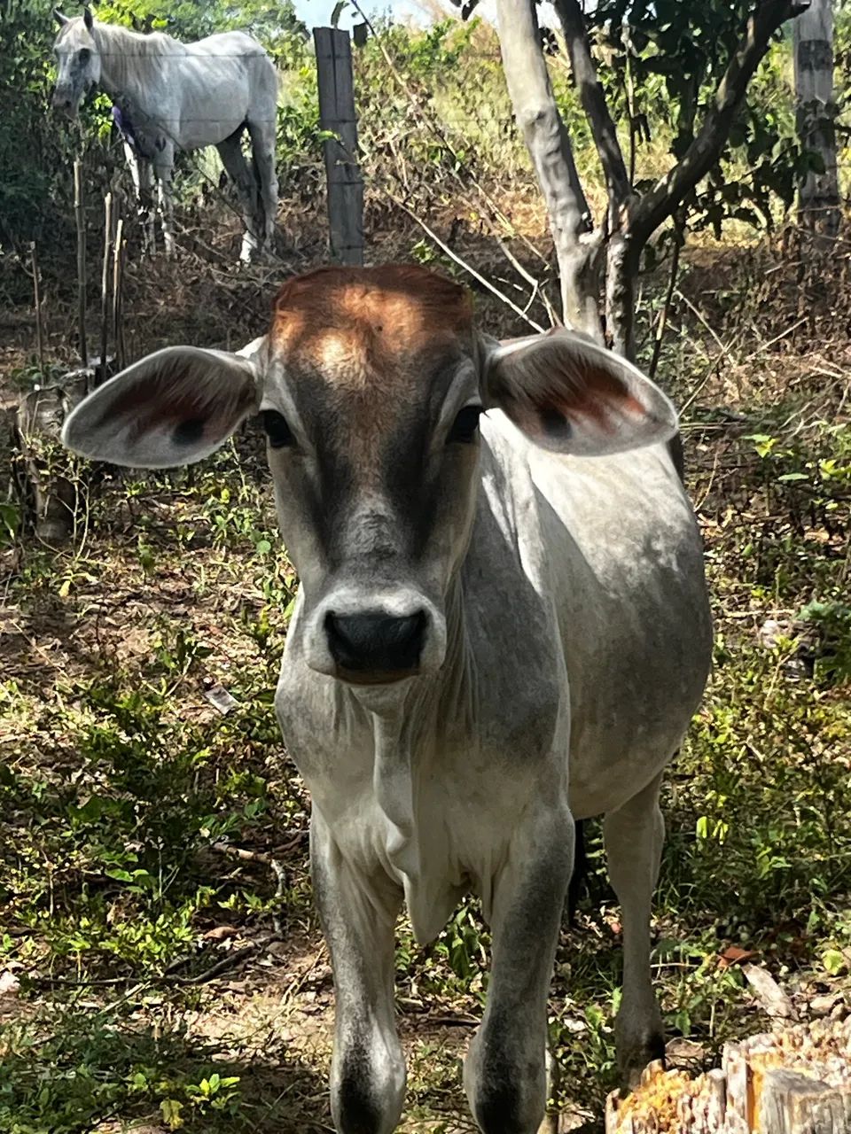 ? BOIS E VACAS À VENDA! ?   - Foto 5