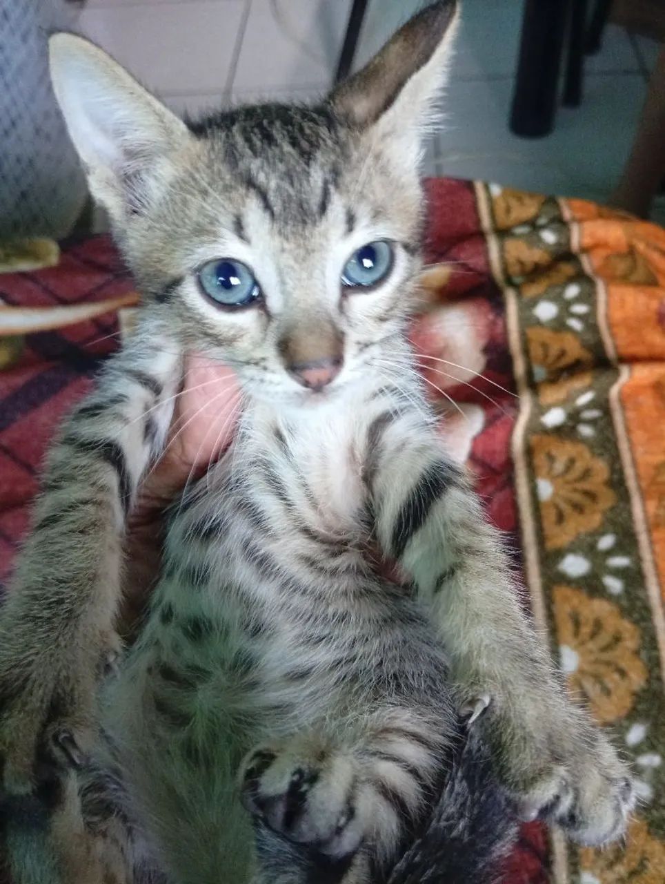 Filhote de gato  - Foto 3
