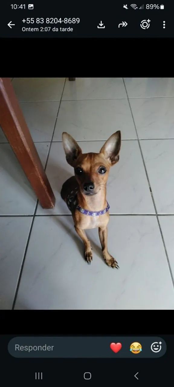 Cachorro piche  - Foto 4