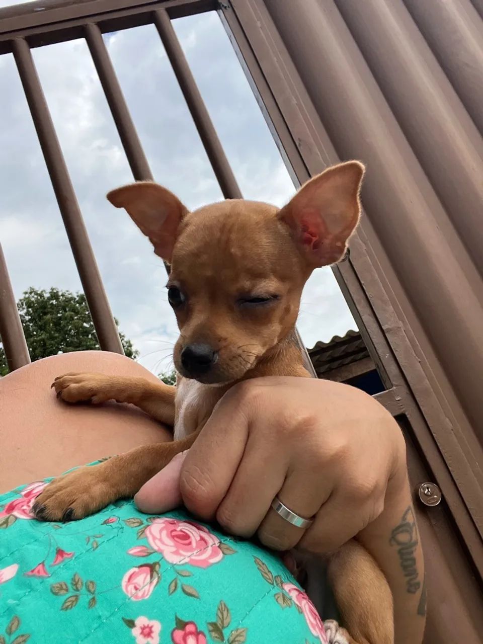 Pinscher  - Foto 3