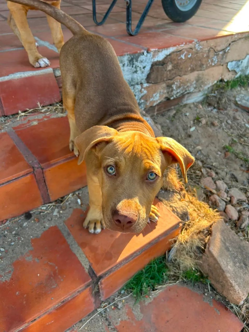 Filhote de Pitmonster com bull terrier - Foto 5