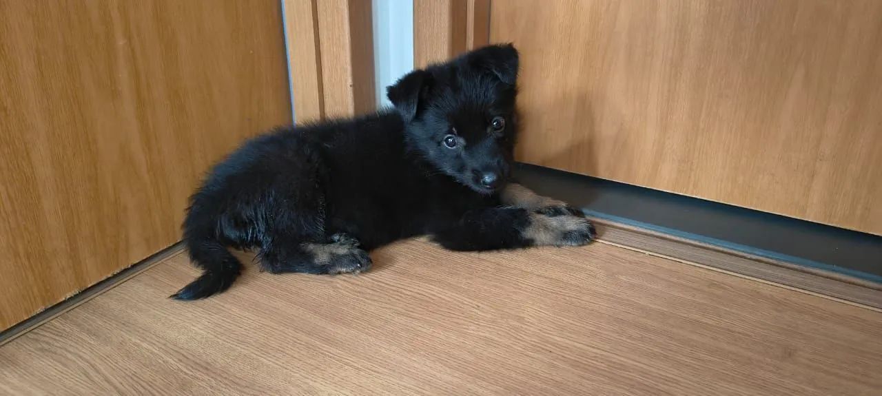 VENDE-SE!!!  - Foto 4