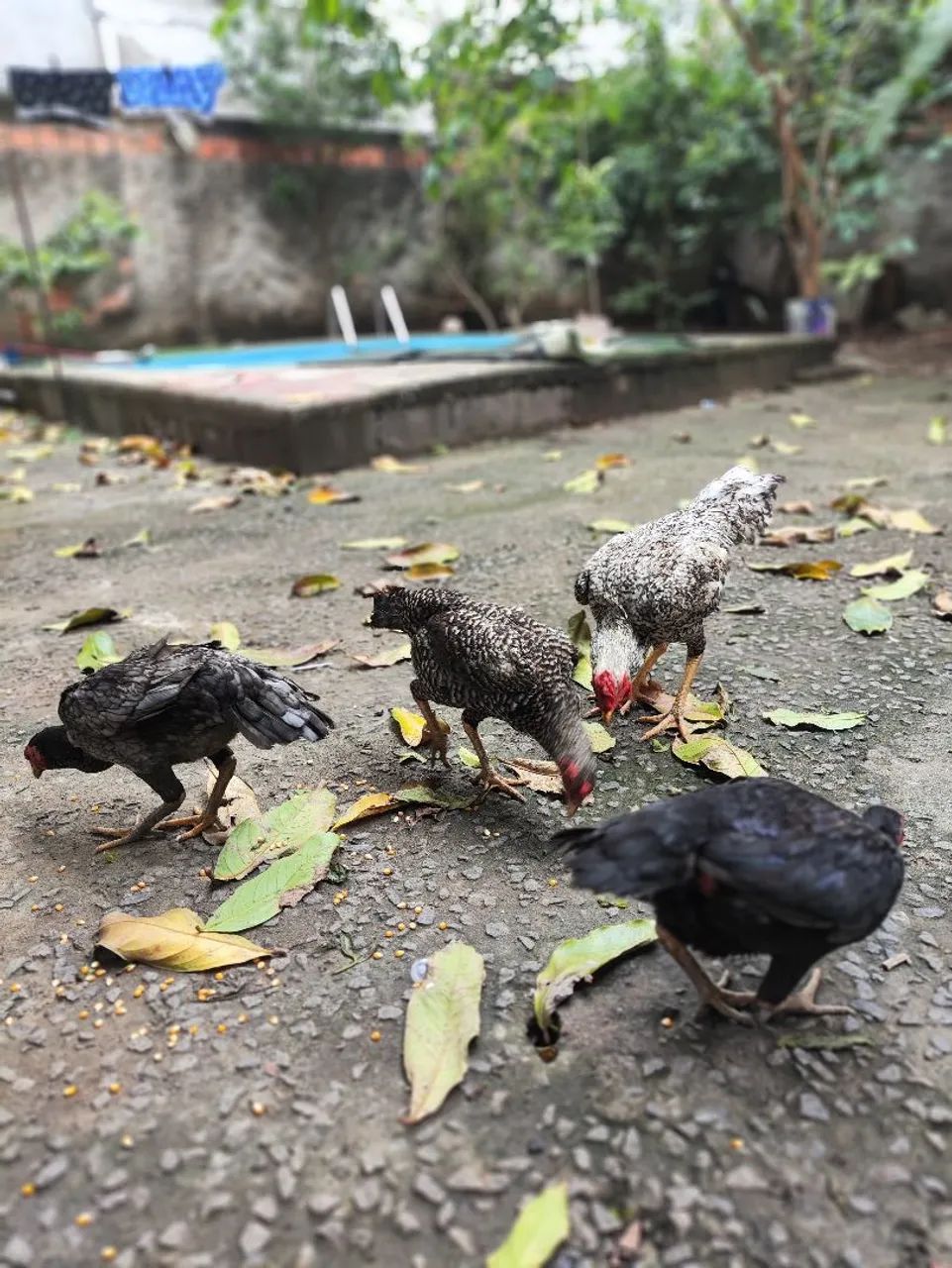 Galos de raça  - Foto 2